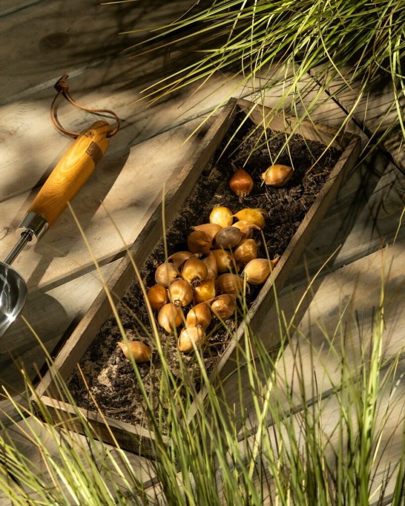 Bulbles - Automne - Jardin de la Douane