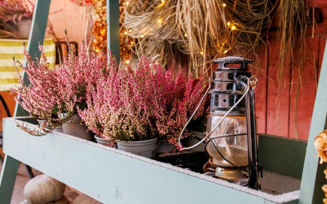 Que planter en octobre ? | Conseils jardin – Le Jardin de la Douane